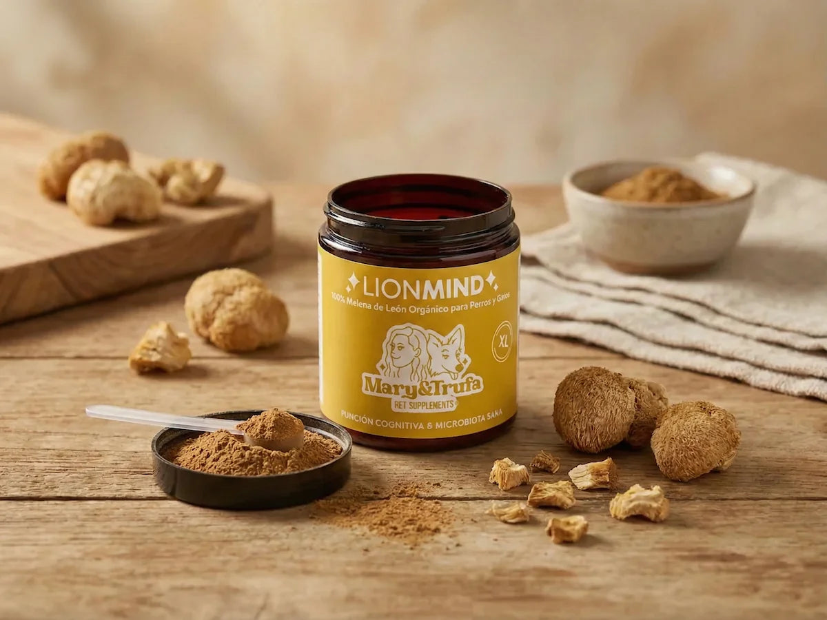 Infografía detallada del suplemento LIONMIND de NaturPatitas. Muestra el bote amarillo de 100% Melena de León orgánica y sus puntos fuertes: soporte cognitivo para demencia y epilepsia, neurogénesis, protección gástrica, salud intestinal y apoyo para animales senior. Producto fabricado en España.
